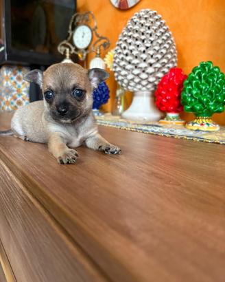 Cuccioli di chihuahua