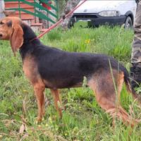 Cuccioli segugio italiano a pelo raso
