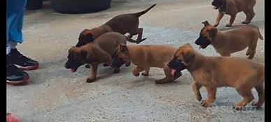 Ultimo pastore malinois belga