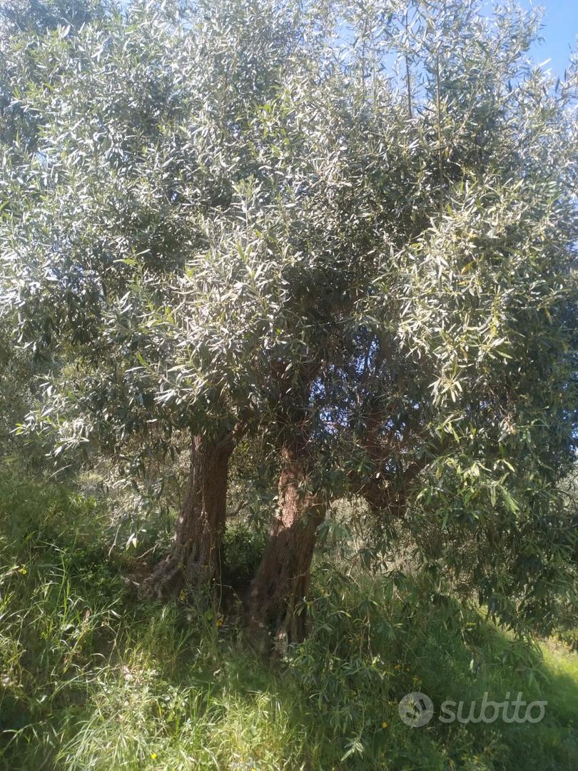 Terreni agricoli - Vista 5