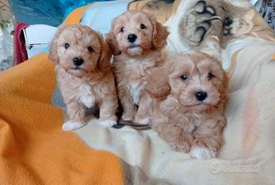 Maltipoo toy