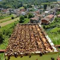 Nuclei di api su 5 telaini con Regina svernante