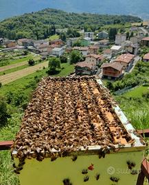 Nuclei di api su 5 telaini con Regina svernante