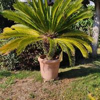 BLLISSIME CYCAS IN VASO