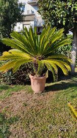 BLLISSIME CYCAS IN VASO