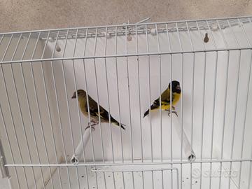 Lucherini Testa nera