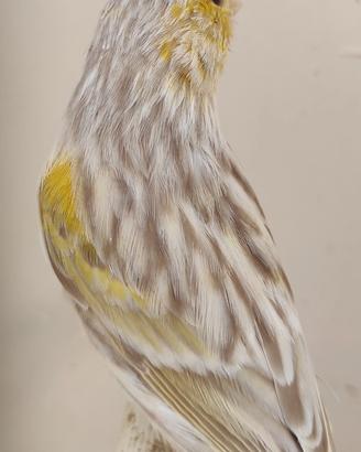 Canarini di colore