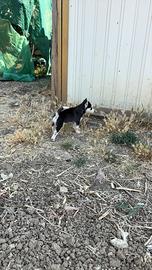 Cuccioli di husky