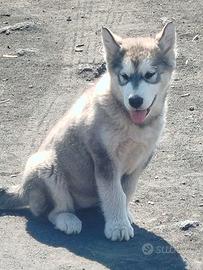 Alaskan malamute