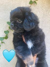 Cucciolo Tibetan Spaniel