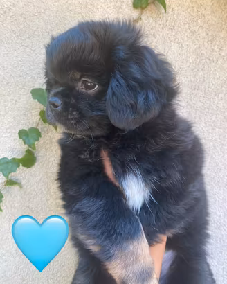 Cucciolo Tibetan Spaniel