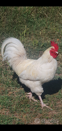 Gallo