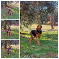 Due cuccioli di razza segugio italiano