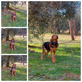 Due cuccioli di razza segugio italiano