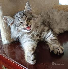 Cuccioli gatti Norvegesi