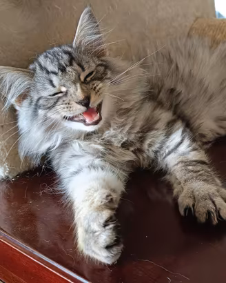 Cuccioli gatti Norvegesi