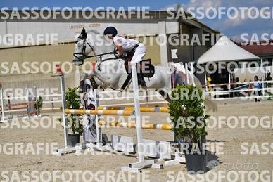 Castrone esperto per categorie brevetto