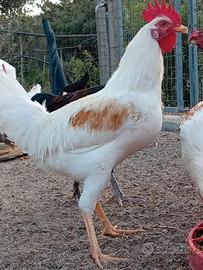 Galli Livorno, Marans e incrocio Livorno/Isa