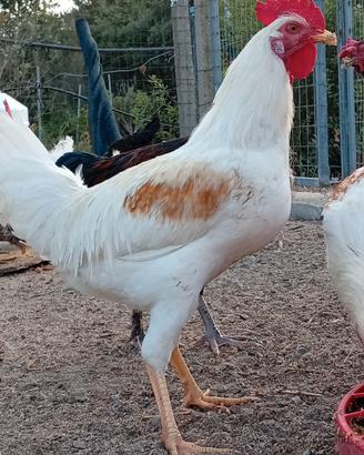 Galli Livorno, Marans e incrocio Livorno/Isa