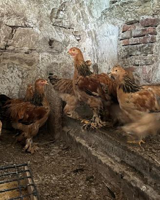 Coppie e femmine Brahma
