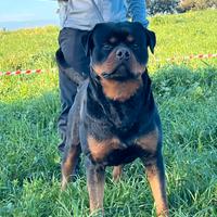 Rottweiler Maschio