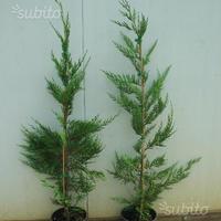 Leylandii innesto per siepe