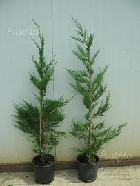 Leylandii innesto per siepe