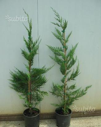 Leylandii innesto per siepe
