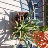 Agave americana + aloe