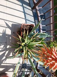 Agave americana + aloe
