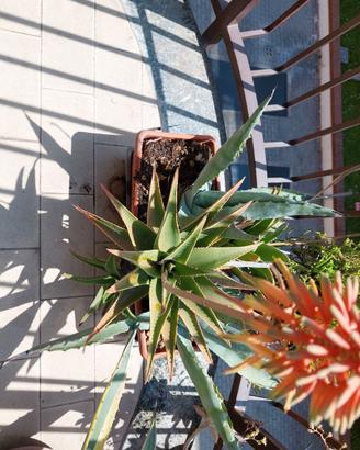 Agave americana + aloe