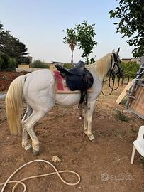 Cavallo angloarabo