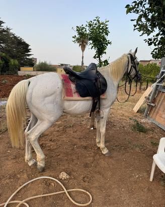 Cavallo angloarabo