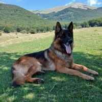 Pastore tedesco puro da monta