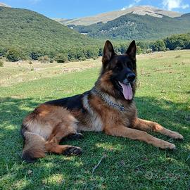 Pastore tedesco puro da monta