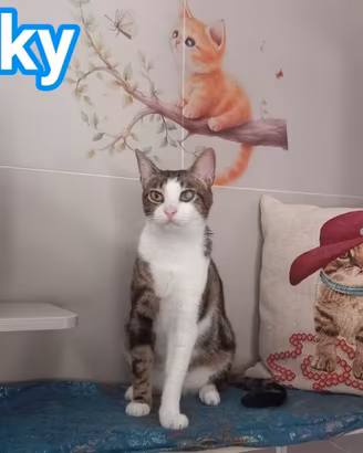 Affettuoso gattino da adottare, MICKY