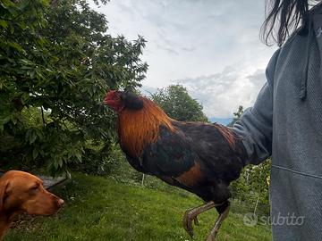 Gallo Araucana