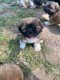 Shihtzu