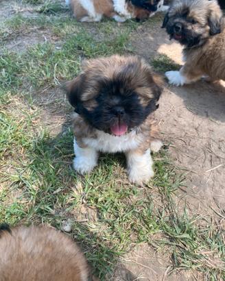 Shihtzu