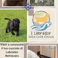 Labrador Retrievers