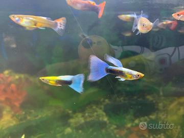 Guppy pesci tropicali