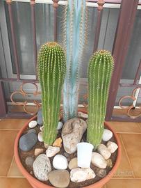 Composizione cactus 