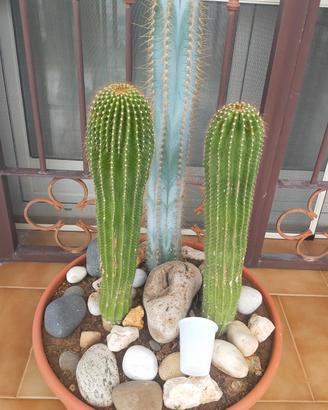Composizione cactus 