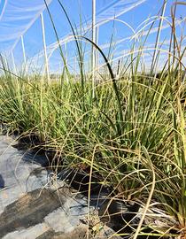 ERBA DELLA PAMPAS CORTADERIA SELLOANA VASO 18 - Giardino e Fai da te In  vendita a Enna