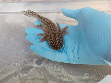 Ambystoma andersoni