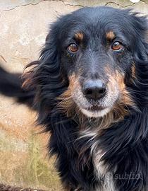 Adottiamo Patrik dal canile