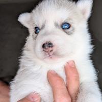 Cuccioli di siberian husky