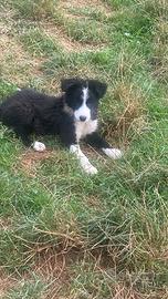 Cucciolo border collie in adozione Super Puppy