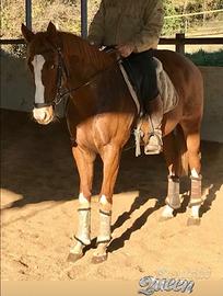 Cavalla doma classica