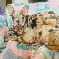 Cuccioli bulldog francese pronti